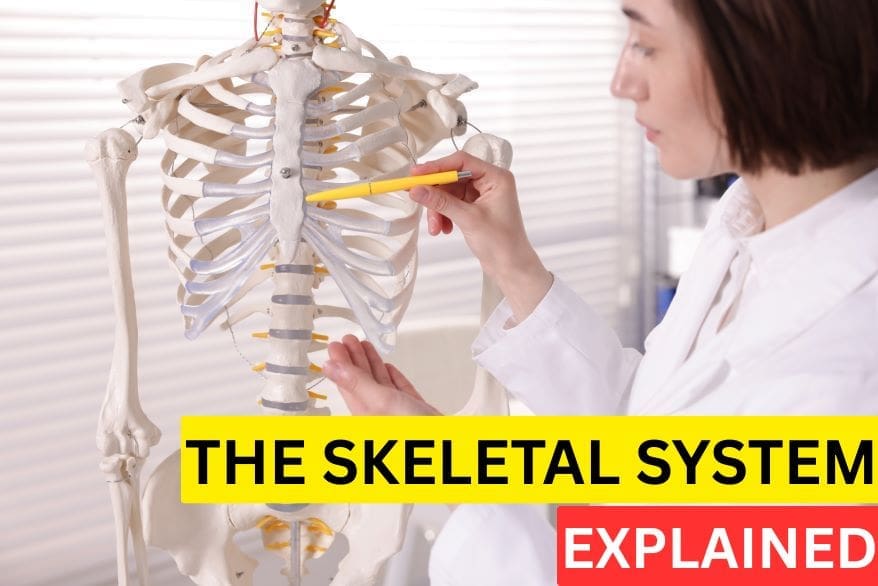 skeletal system explained