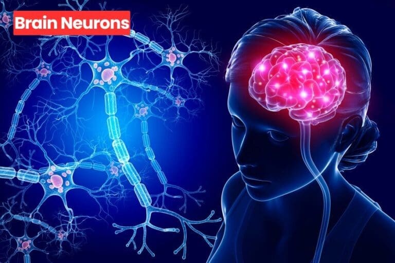 Brain Neurons and Their Role in Memory Formation
