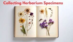 Collecting herbarium specimens