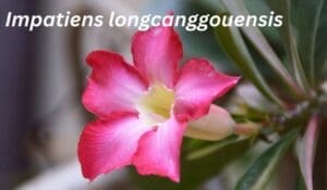 Impatiens longcanggouensis