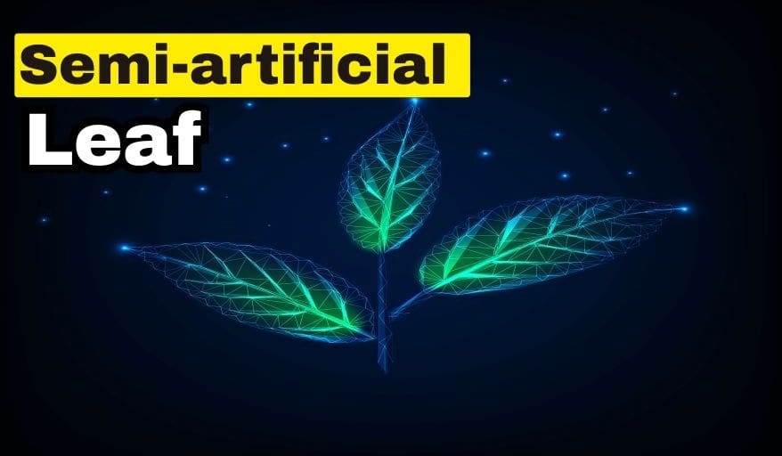 Semi-artificial leaf for solar chemical synthesis