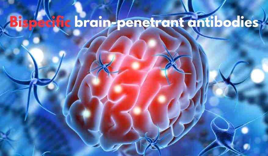 bispecific brain-penetrant antibodies