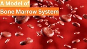 A Bone Marrow System Model