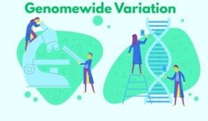 Genomewide variation