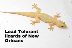 lead-tolerant sentinel species