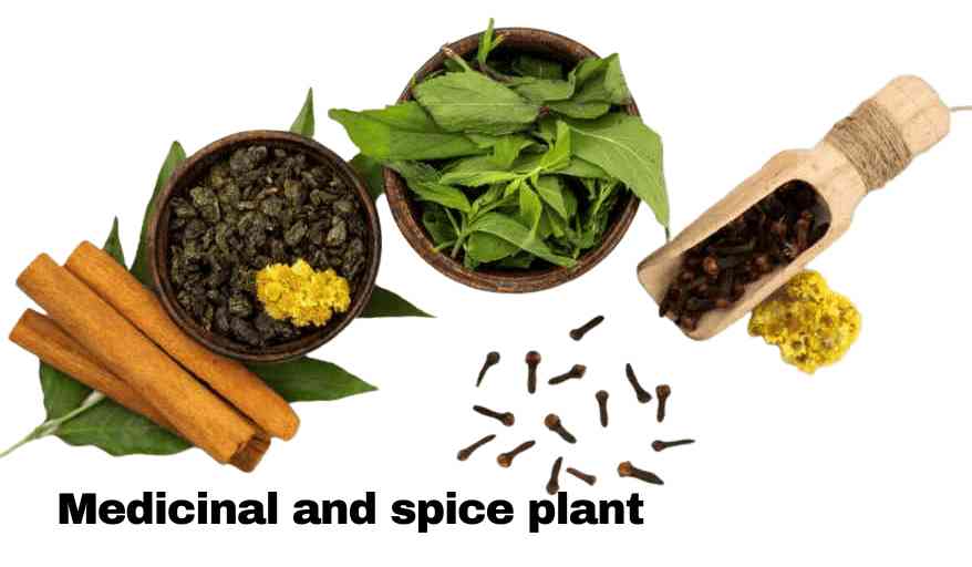 Medicinal and spice plant