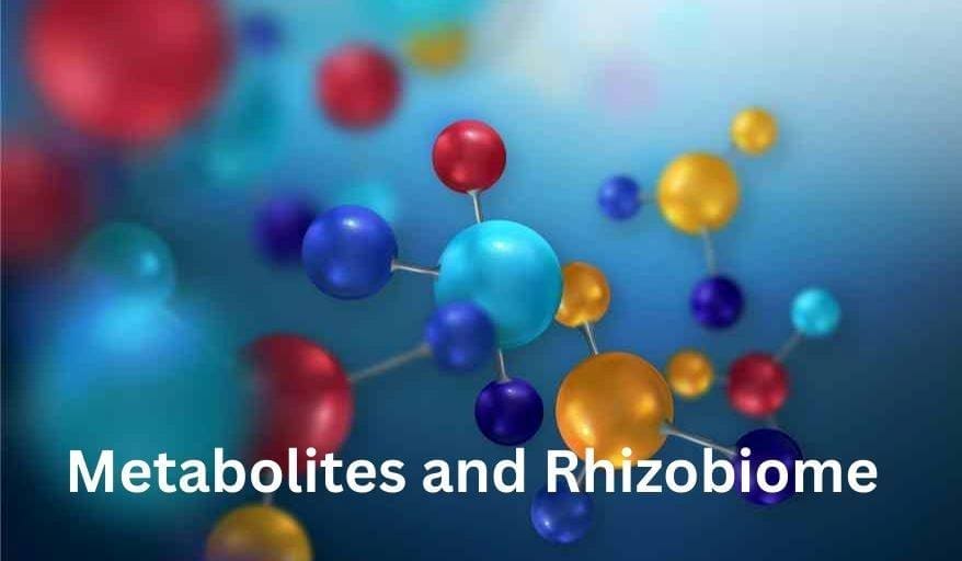 metabolites and rhizobium