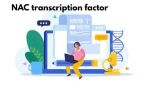 NAC transcription factor
