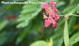 Plant nothospecies from china