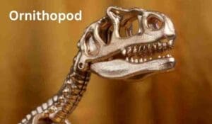 Ornithopod Remains from the Upper Barremian