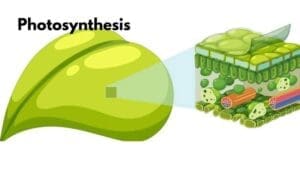 photosynthesis to improve nitrogen efficiency