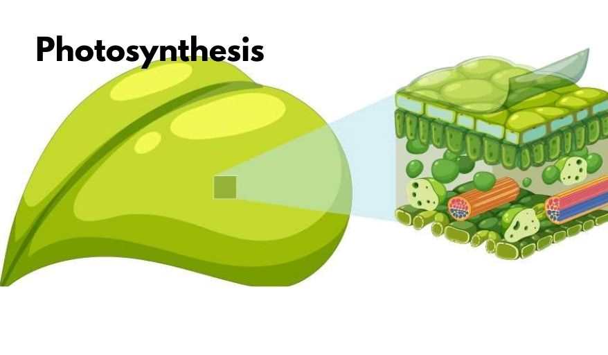 photosynthesis to improve nitrogen efficiency