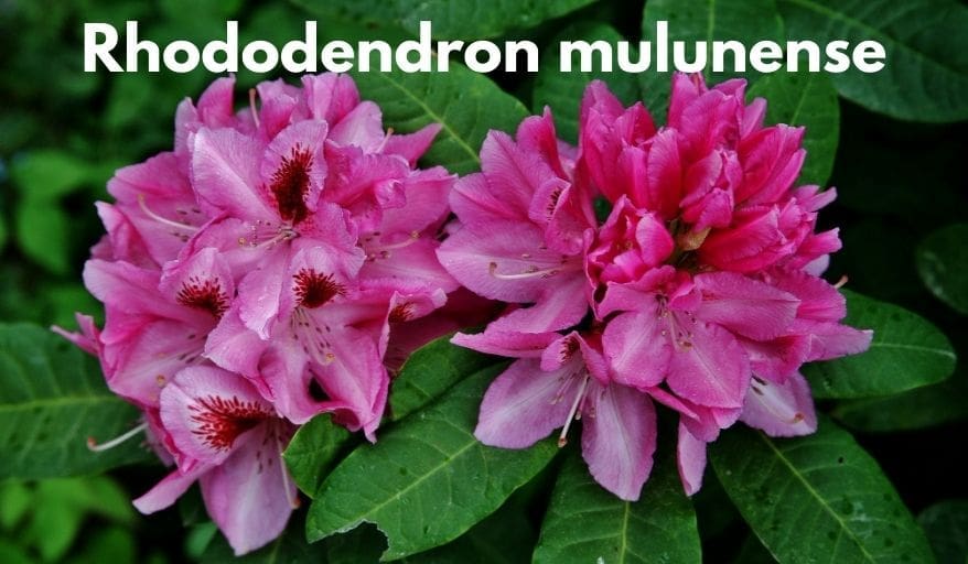 Rhododendron mulunense
