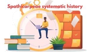 Spathicarpeae systematic history