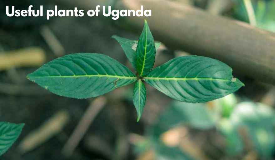 useful plants in Uganda