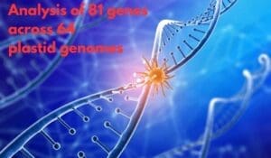 Analysis of 81 Genes Across 64 Plastid Genomes