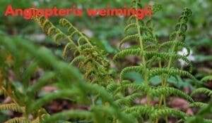 Angiopteris weimingii (Marattiaceae): A Critically Endangered Fern from Yunnan
