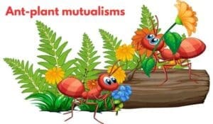 Ant-plant mutualisms