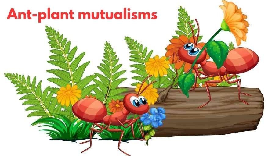 Ant-plant mutualisms