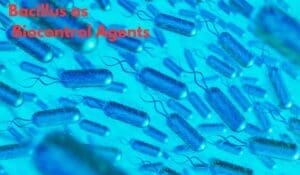 Bacillus as biocontrol agents