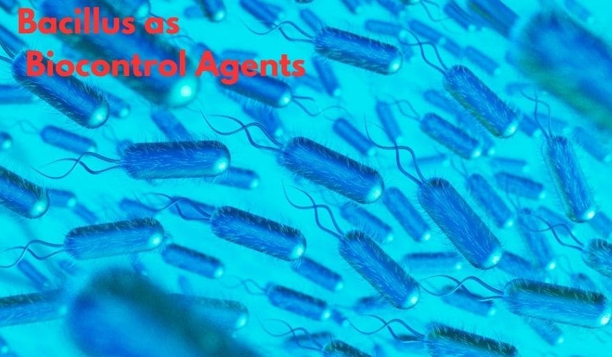 Bacillus as biocontrol agents