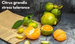 Citrus grandis stress tolerance