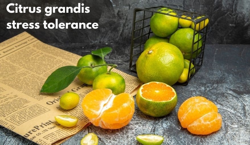 Citrus grandis stress tolerance