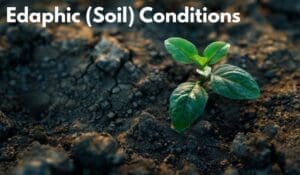 Edaphic (Soil) Conditions