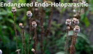 Endangered Endo-Holoparasitic