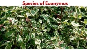Species of Euonymus