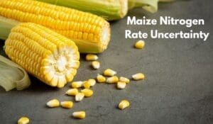 Maize Nitrogen Rate Uncertainty