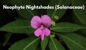 Neophyte Nightshades (Solanaceae)