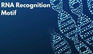 RNA Recognition Motif