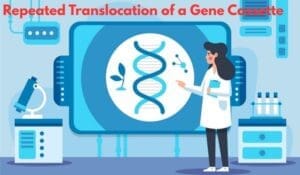 Repeated Translocation of a Gene Cassette