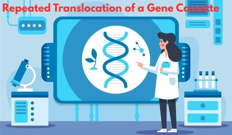 Repeated Translocation of a Gene Cassette