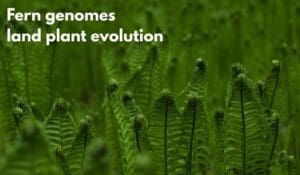 fern genomes land plant evolution