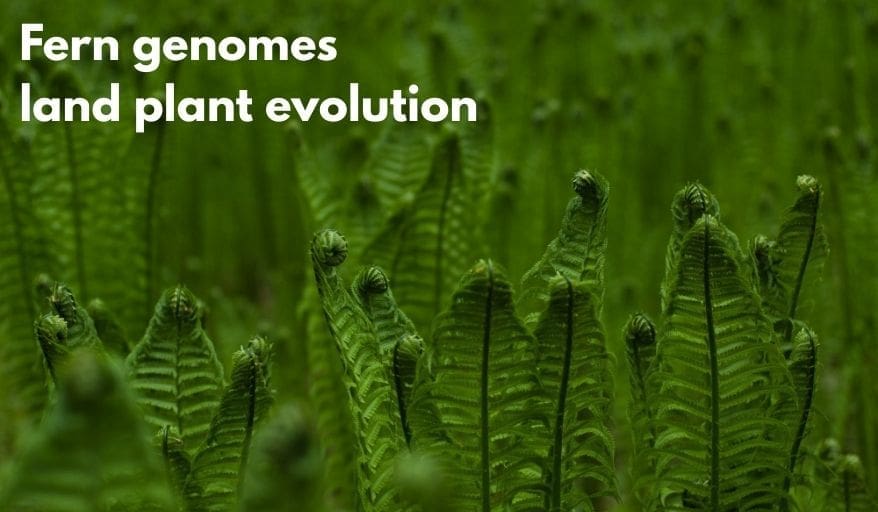 fern genomes land plant evolution