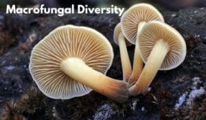 macrofungal diversity