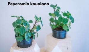 Peperomia kauaiana