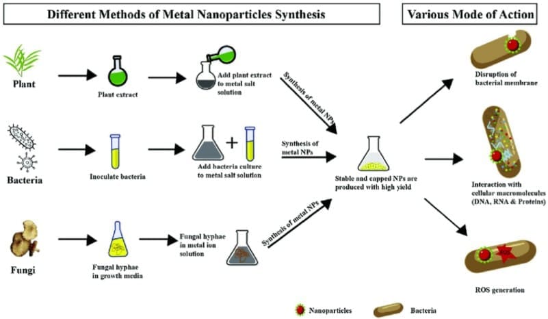 A representation of nanomaterial synthesis from biogenic sources