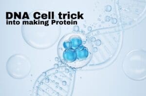 DNA Trick Cells Into Making More Protein