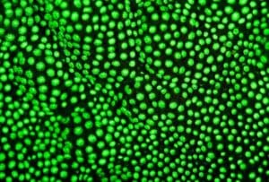 Green Nanomaterials
