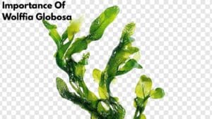 Importance of Wolffia globosa