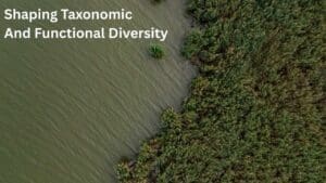 Shaping taxonomic and functional diversity