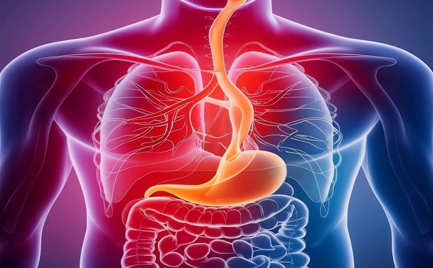 Tissue Engineering Careers