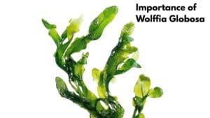 Importance of wolffia Globosa