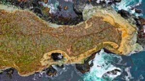 What is island biogeography